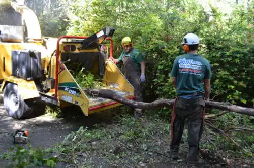 tree services Montclair